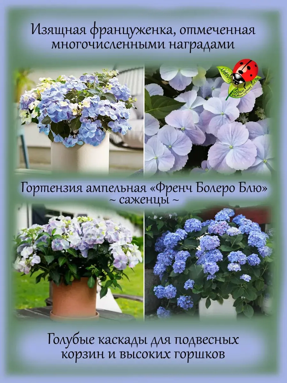 Гортензия ампельная Френч Болеро Блу