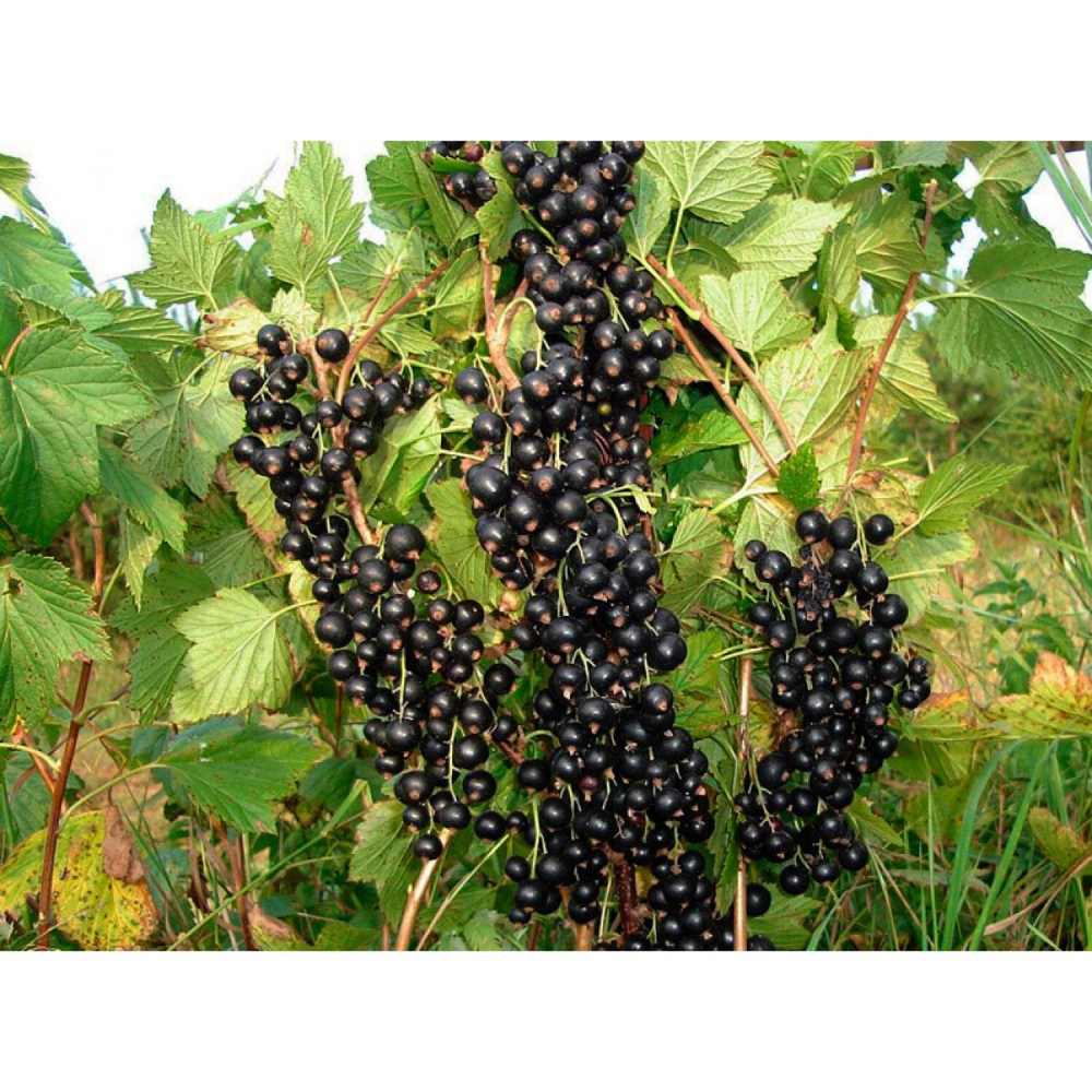 Смородина черная Зеленая Дымка