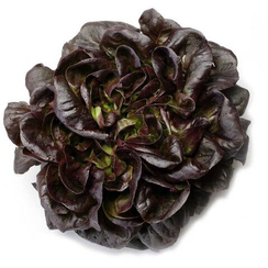 ГОГЕН семена салата (Rijk Zwaan | Alexagro)