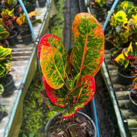 Кротон GAEW KAO