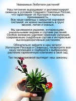 Гвоздика Пинк Киссес китайская многолетняя