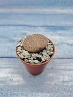 Lithops sp. (Литопсы)