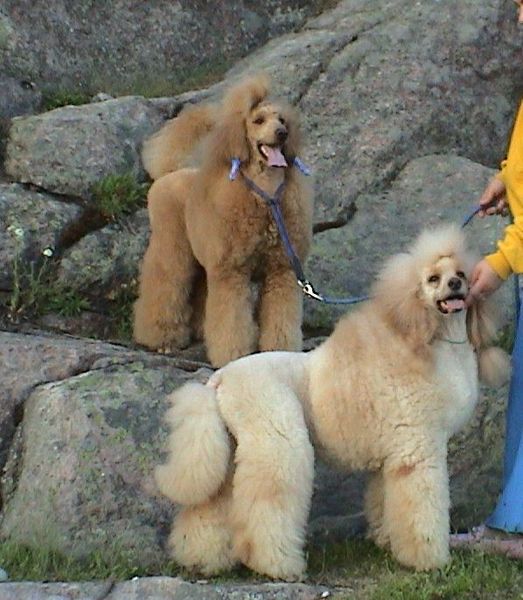 Пудель большой Пудель большой