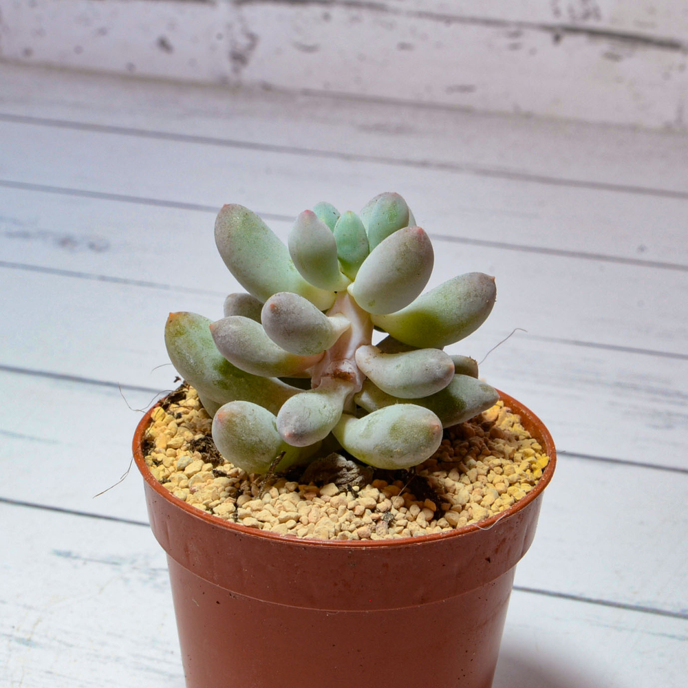 Pachyphytum Baby Finger (Пахифитум)