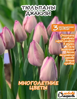 Тюльпан Луковица, Джакуззи, 3+шт