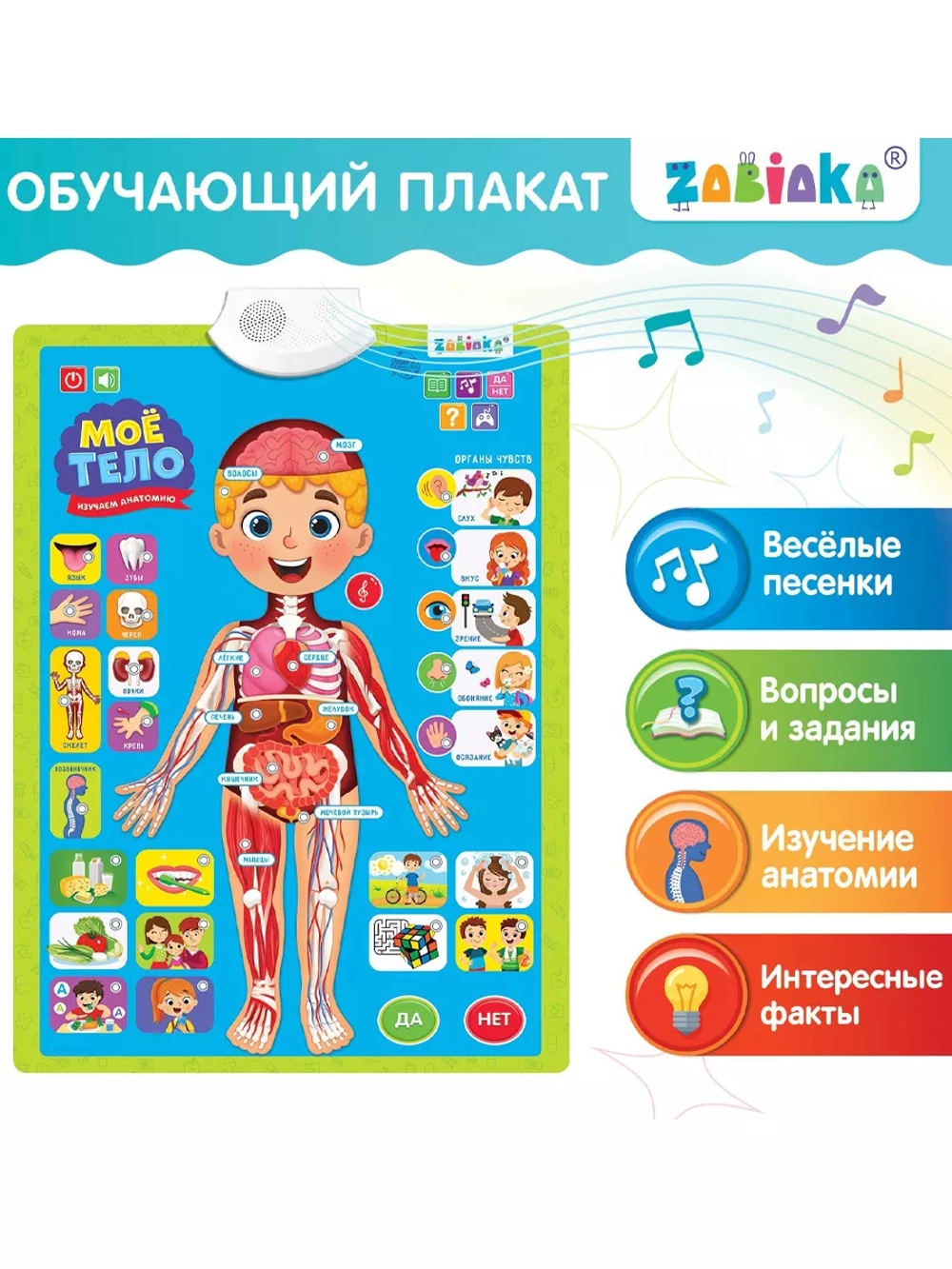 Обучающий плакат Изучаем анатомию: Моё тело