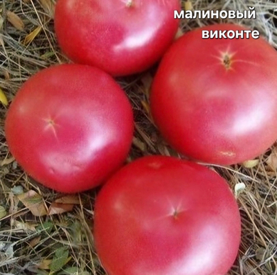 РАССАДА НЕПАС ТОМАТОВ МАЛИНОВЫЙ ВИКОНТЕ