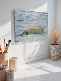 Картина на стену 40 X 50 Белые медведи