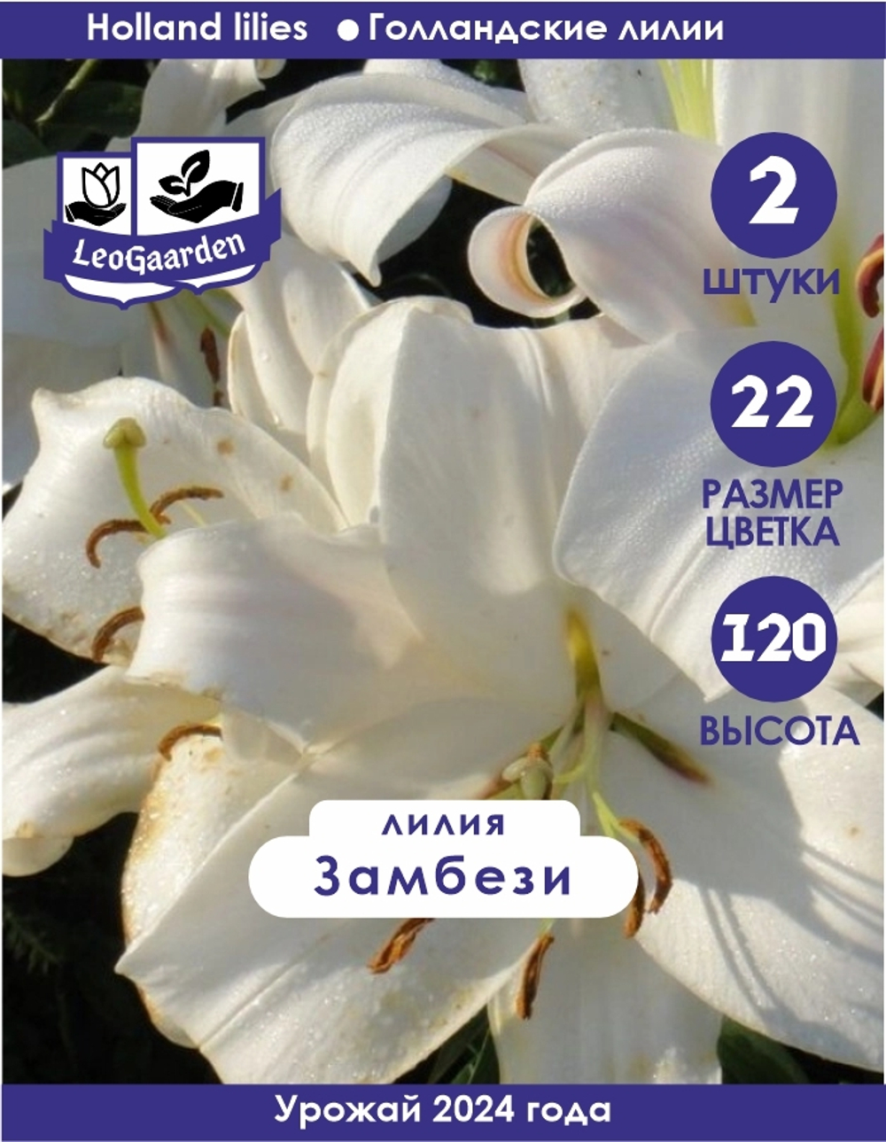 Лилия Луковица, Замбези, восточная, разбор 22/24, 2 шт