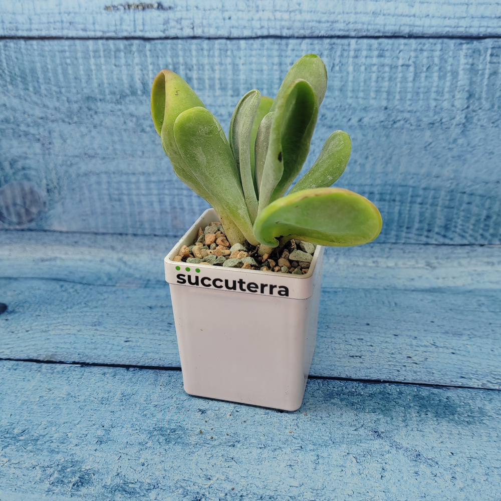 Kalanchoe Thyrsiflora Oricula (Каланхоэ)