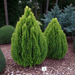 Туя западная «Ауреа Нана» Р9