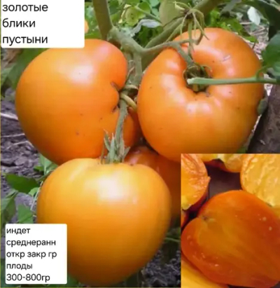 ЗОЛОТЫЕ БЛИКИ ПУСТЫНИ