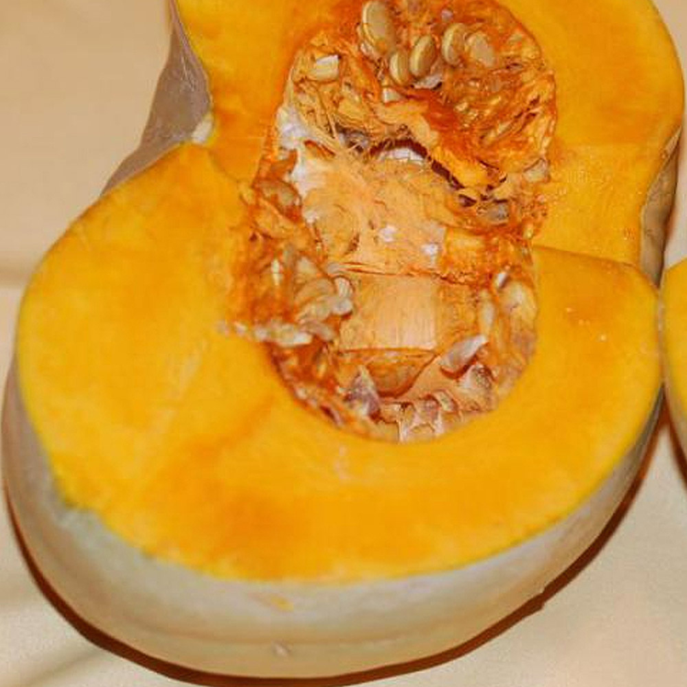 Сампсон F1 семена тыквы (Enza Zaden / Энза Заден)