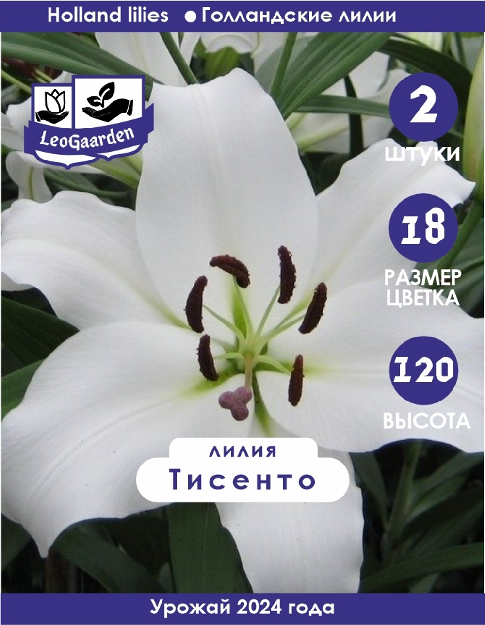 Лилия Луковица, Тисенто, 2 шт