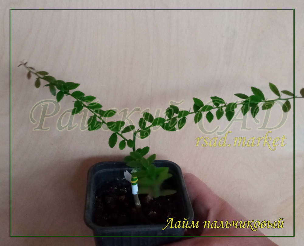 Лайм пальчиковый