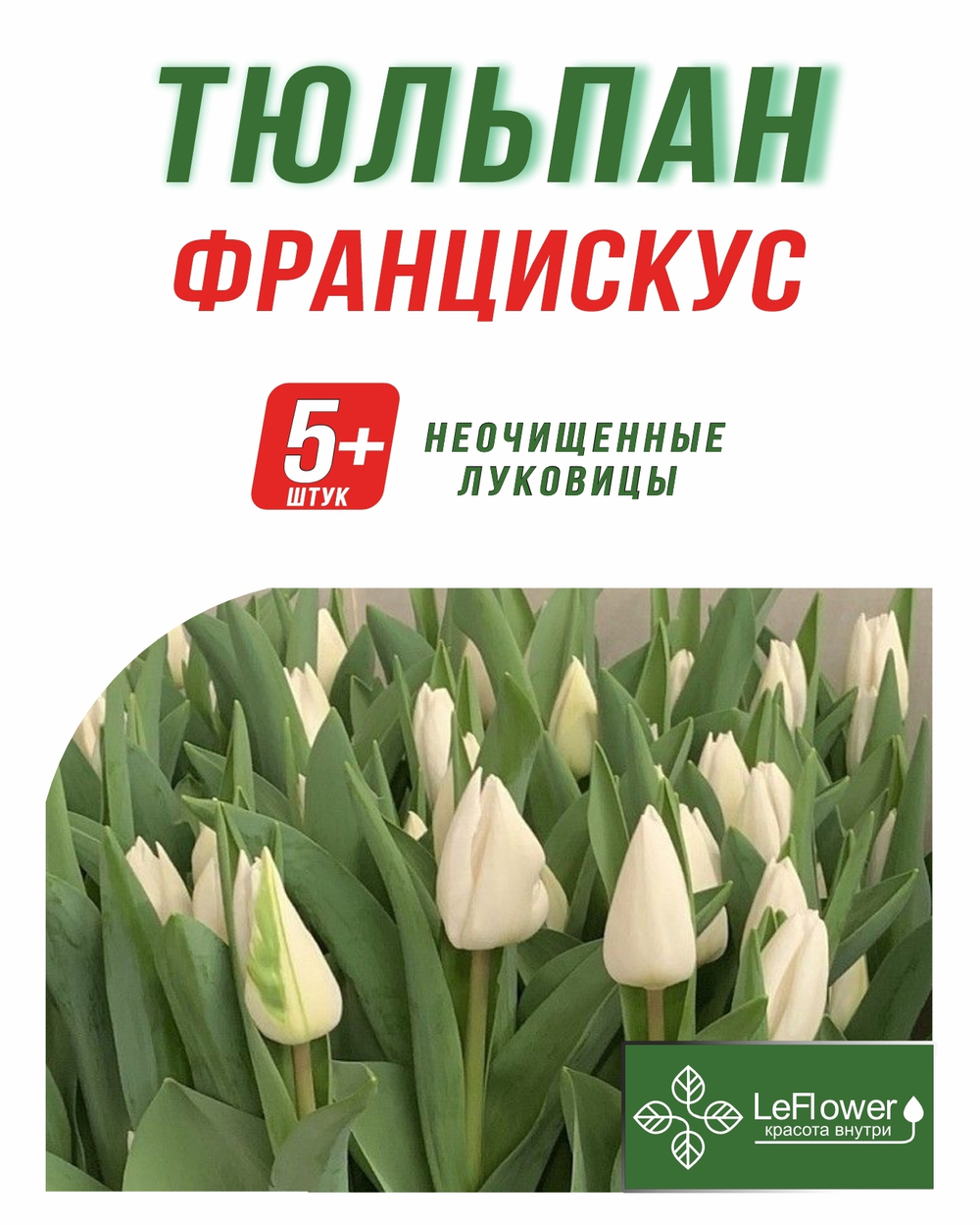 Тюльпан Луковица, Францискус, 5+ шт
