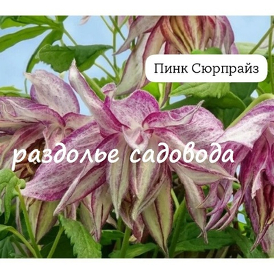Клематис (княжик) Пинк Сюрпрайз (горшок 3л)