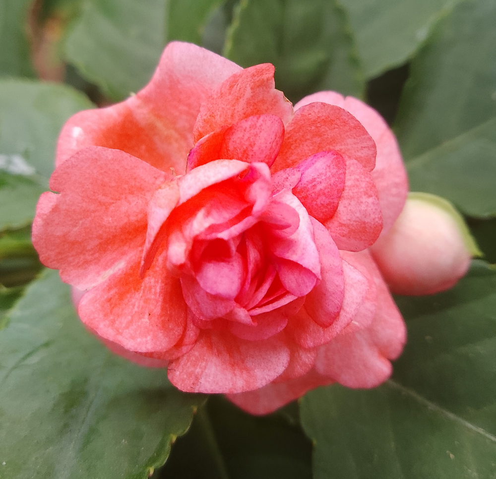 Бальзамин Carousel Fanciful Peach ОКС укорененный черенок