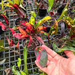 Кротон RED DIAMOND – YAD MANEE