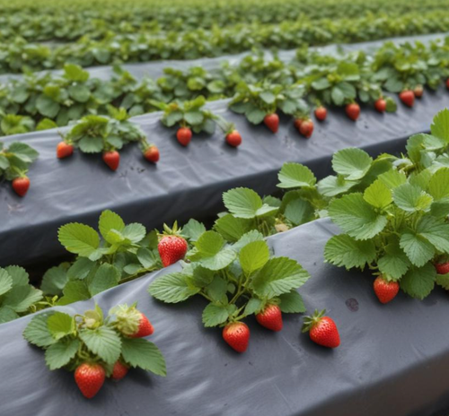 СПАНДБОНД черный универсальный, агроткань (ширина рулона 1,6 м)