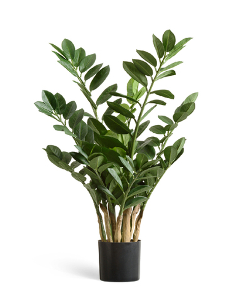 Замиокулькас кустовой Мидл 75 см