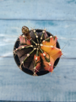 Gymnocalycium Variegata (Гимнокалициум Вариегатный)
