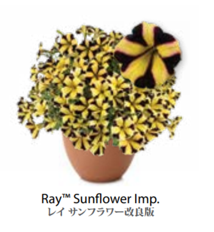 ЕВРО Petunia Ray Sunflower Imp укорененный черенок середина декабря 25