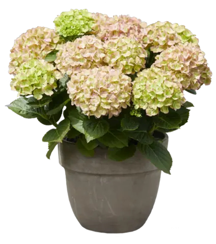 Bella Pesche, Р14 (8/10+) (розовый