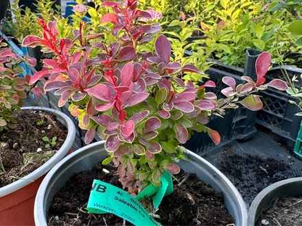 Барбарис Atropurpurea Nana Р12