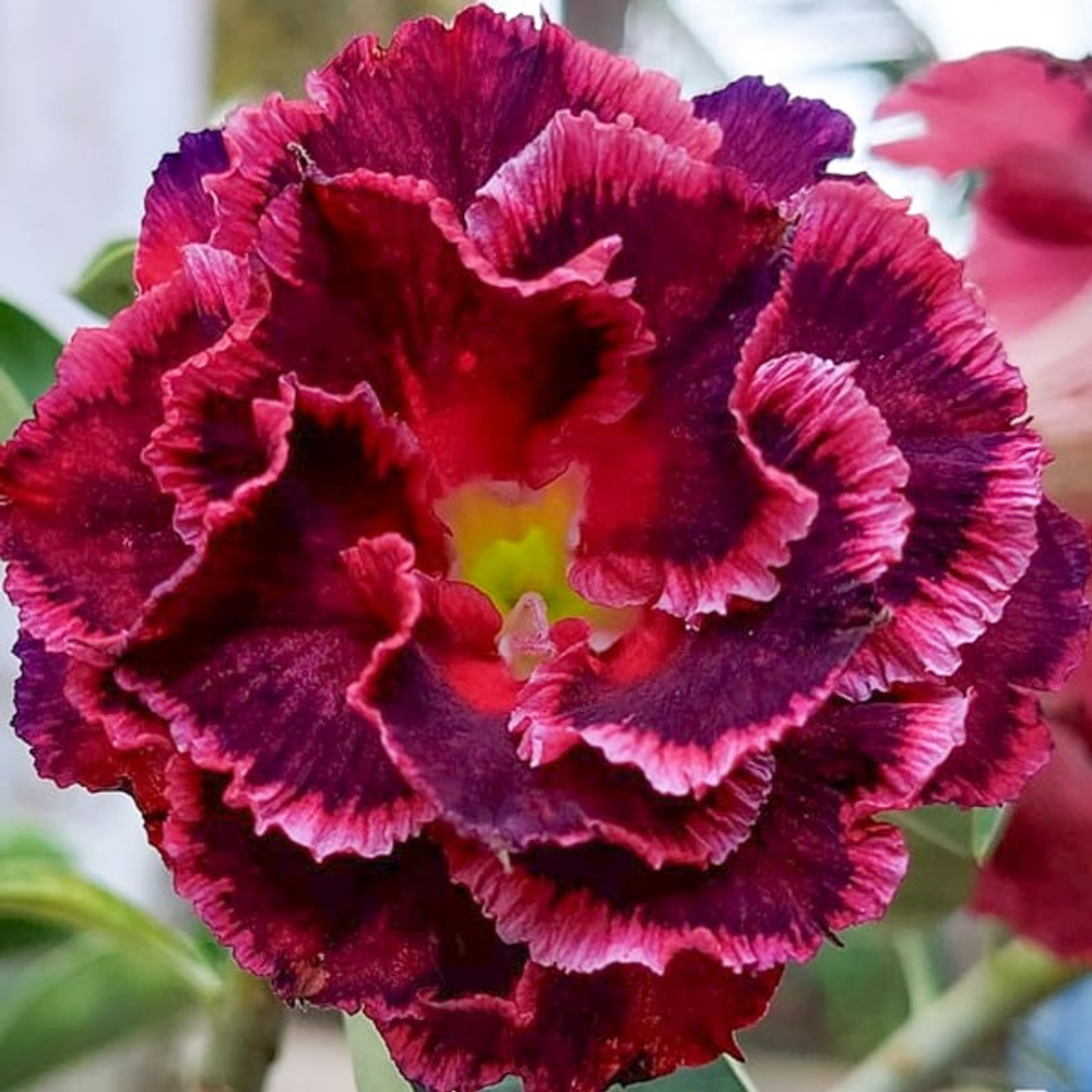 Адениум обесум 370