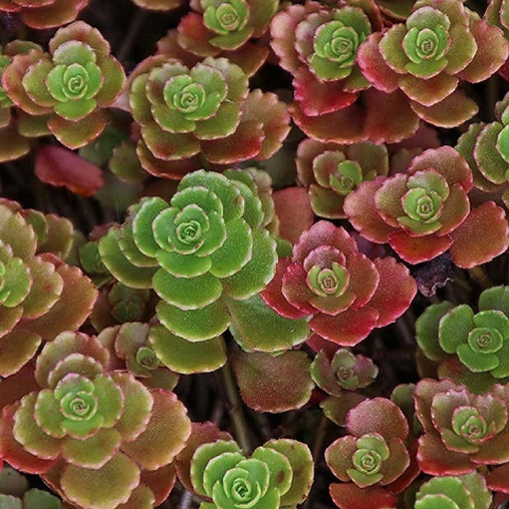 Очиток Coccineum