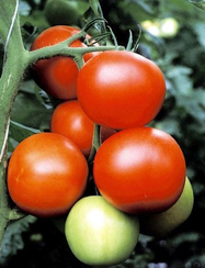 Благовест F1 семена томата детерминантного (Гавриш)