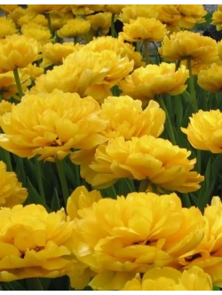 Тюльпаны Yellow Pomponette 4 шт, набор луковиц