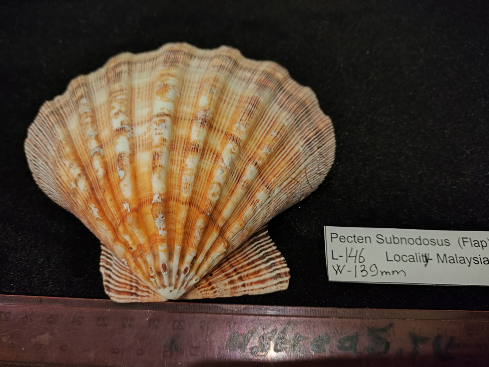 Пектен Субнодосус "130-160мм"-створка