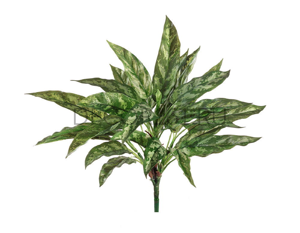 Аглаонема Сильвер Квин куст в-40 см (30 листов) (Sensitive Botanic) 12/96 20.1119N