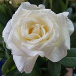 кусты для сада — сорт Норма Джин (Norma Jean) — ароматная роза