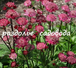 Астранция Мулен Руж (горшок 3л)