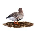 Комплект чучел Белолобый (10шт) S-XPE B622-3D "North Way"