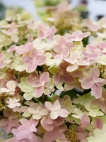 Гортензия метельчатая Полестар