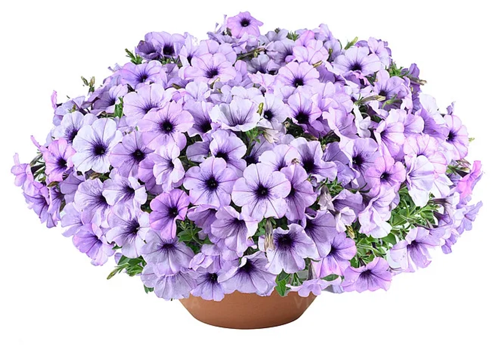 Петуния Cascadias Lavender Ice