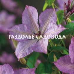 Клематис крупноцветковый Маргарет Хант 