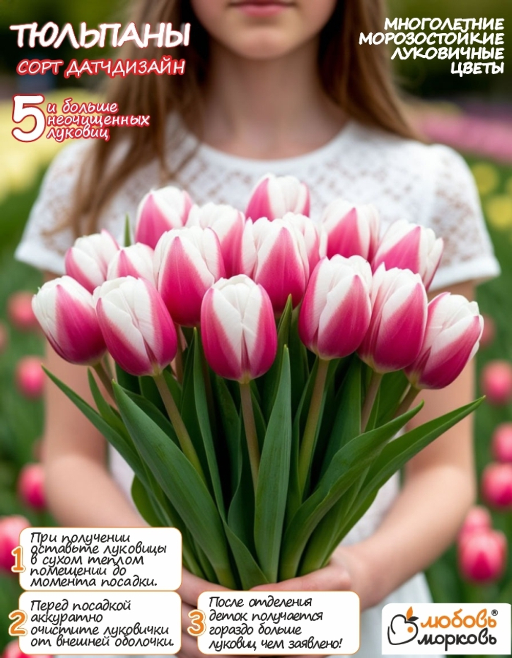 Тюльпан Луковица, Датч Дизайн, 5 шт