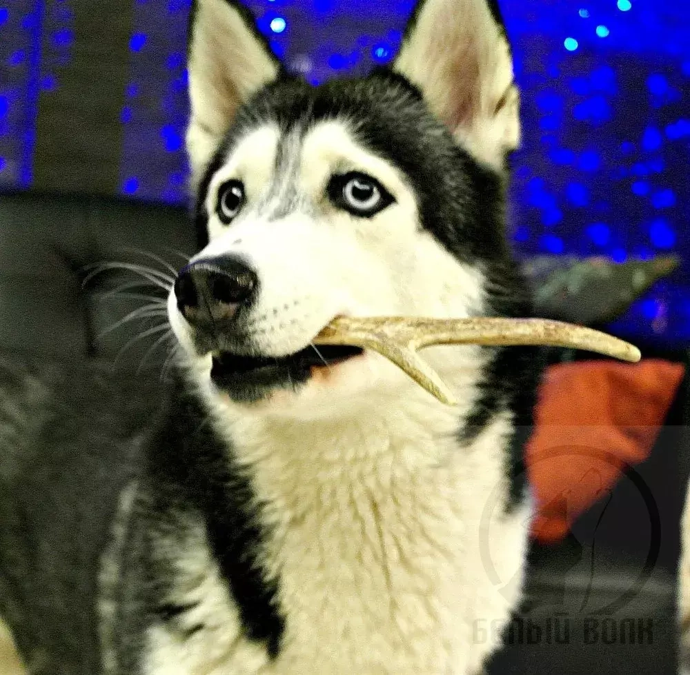 Рога оленя нарезанные ветвистые (100 г.)