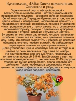 Бугенвилия Дельта Давн Денежный цветок