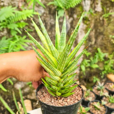 Сансевиерия FRANCISII YELLOW VAR