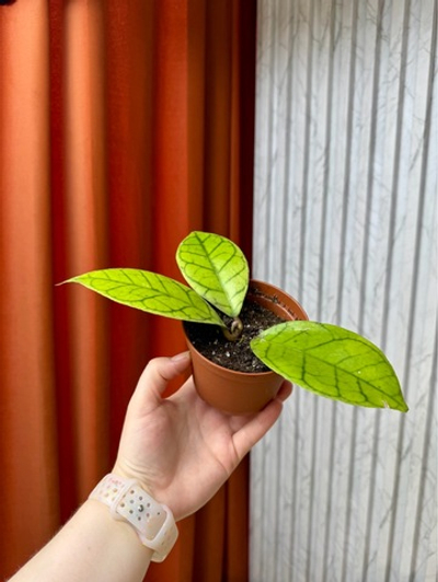Хойя Калистофилла KAL16 2ст, D9см Н15см, 1шт, Urban Jungle