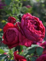 Роза чайно-гибридная Аскот