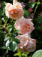 Роза плетистая Моргенгрусс