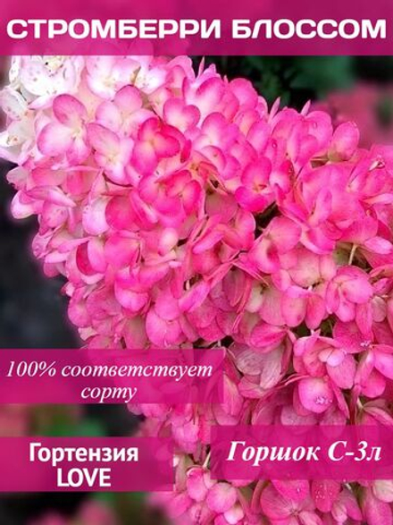 Стромберри Блоссом гортензия метельчатая