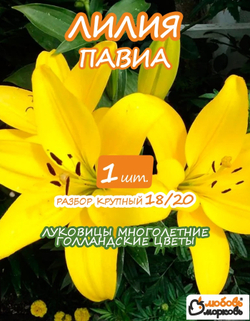Лилия Луковица цветов, Павиа, 1 шт